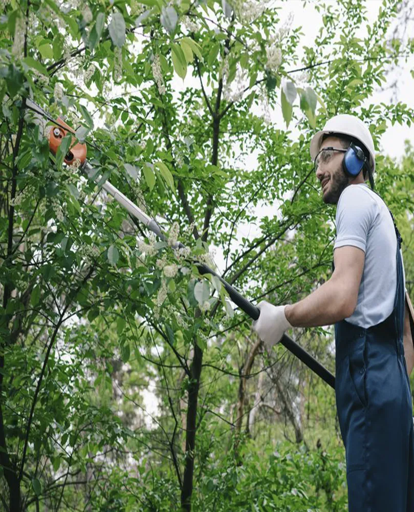 SP Manutenção de Jardim